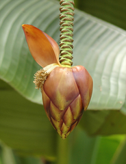 Musa textilis