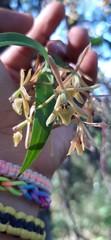 Epidendrum propinquum