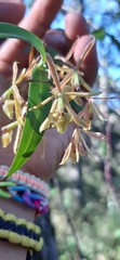 Epidendrum propinquum
