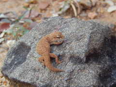 Hemidactylus reticulatus