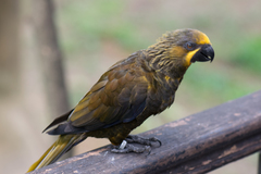 Brown Lory photo 2
