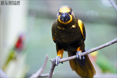 Brown Lory photo 1