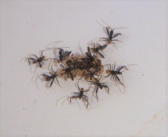 Sinea spinipes