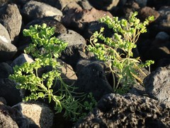 Euphorbia azorica