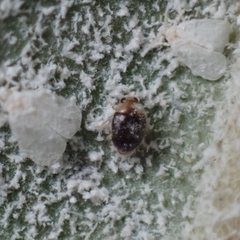 Rhyzobius lophanthae