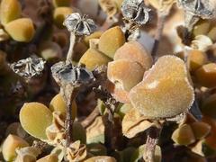 Drosanthemopsis diversifolia