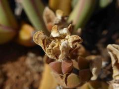 Drosanthemopsis diversifolia