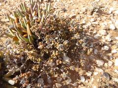 Drosanthemopsis diversifolia