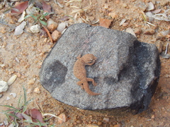 Hemidactylus reticulatus