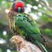 Yellow-streaked Lory - Photo (c) Snowmanradio, some rights reserved (CC BY-SA)
