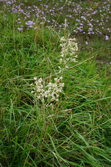 Silene multiflora