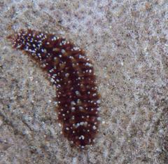 Holothuria nobilis