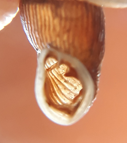 Strigillaria cana