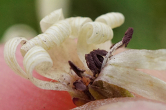 Microbotryum violaceoverrucosum