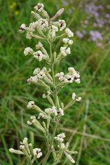 Silene multiflora