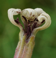 Microbotryum violaceoverrucosum