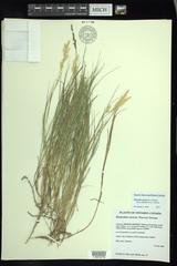 Distichlis spicata stricta