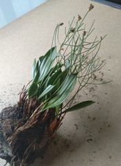 Eriospermum abyssinicum