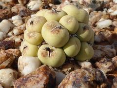 Conophytum calculus calculus