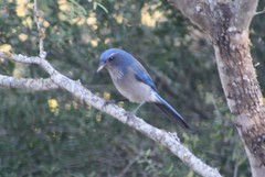 Aphelocoma woodhouseii texana