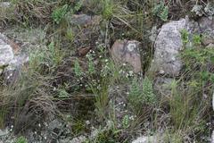 Streptocarpus pentherianus
