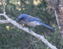 Aphelocoma woodhouseii texana