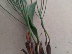 Eriospermum abyssinicum