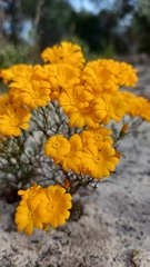 Steirodiscus speciosus