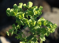 Euphorbia azorica