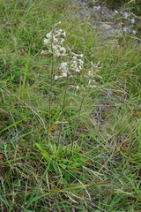Silene multiflora