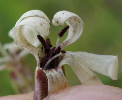 Microbotryum violaceoverrucosum