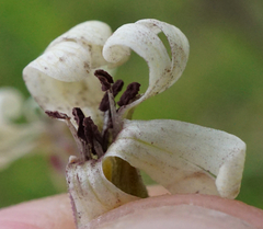 Microbotryum violaceoverrucosum