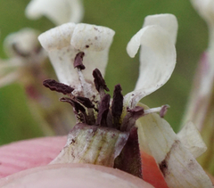 Microbotryum violaceoverrucosum