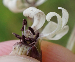 Microbotryum violaceoverrucosum