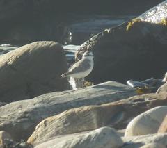 Charadrius marginatus marginatus
