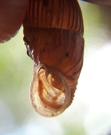 Macrogastra borealis