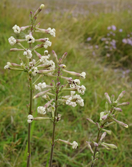 Microbotryum violaceoverrucosum