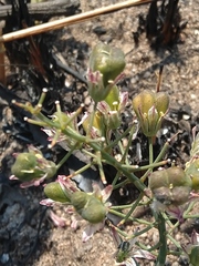 Eriospermum abyssinicum