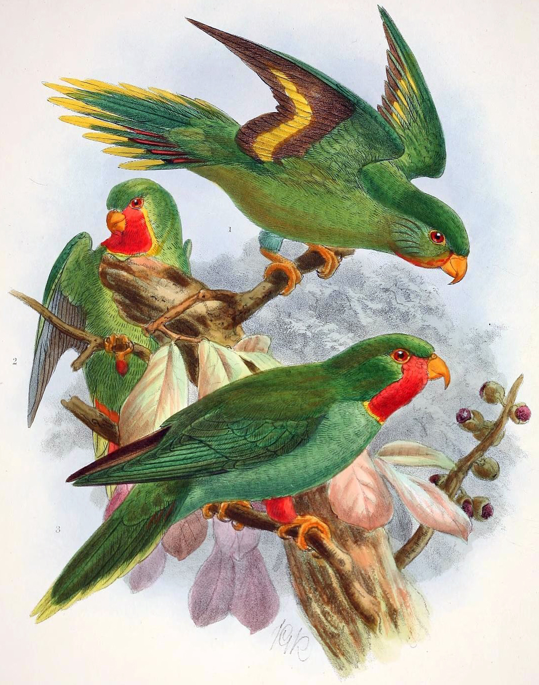 Red-throated Lorikeet illustration