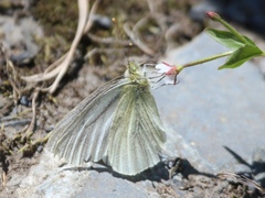 Pieris marginalis