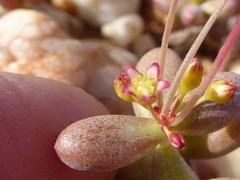 Crassula expansa pyrifolia