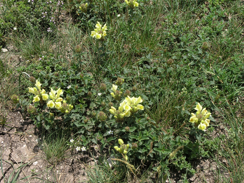 Scutellaria oreophila, photograph 1