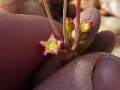 Crassula expansa pyrifolia