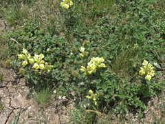 Scutellaria oreophila