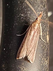 Peoria approximella