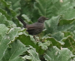 Turdus merula azorensis