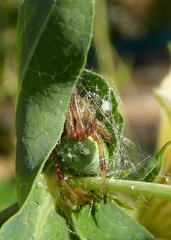 Araneus apricus