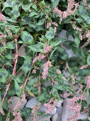 Persicaria