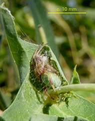 Araneus apricus