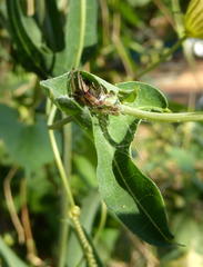 Araneus apricus